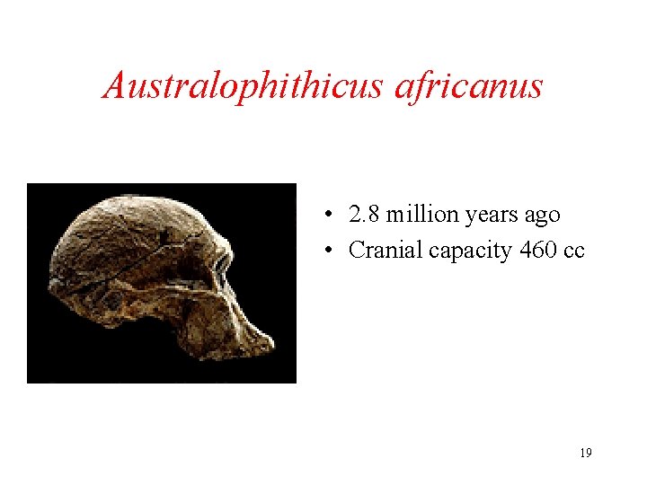 Australophithicus africanus • 2. 8 million years ago • Cranial capacity 460 cc 19