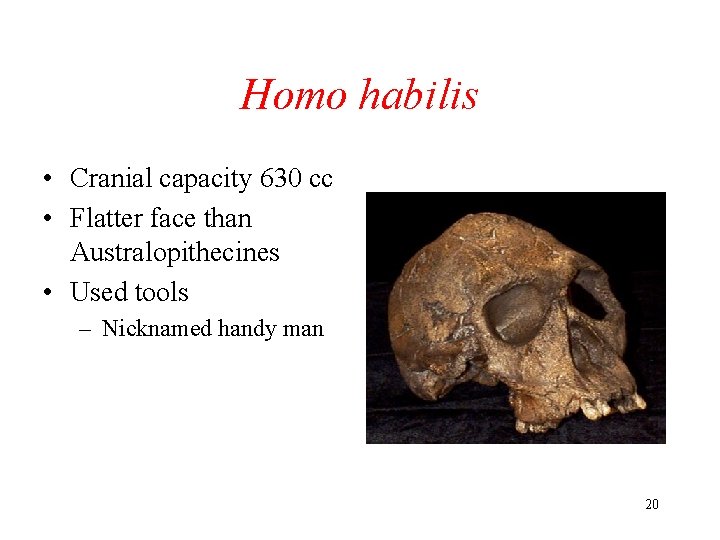 Homo habilis • Cranial capacity 630 cc • Flatter face than Australopithecines • Used