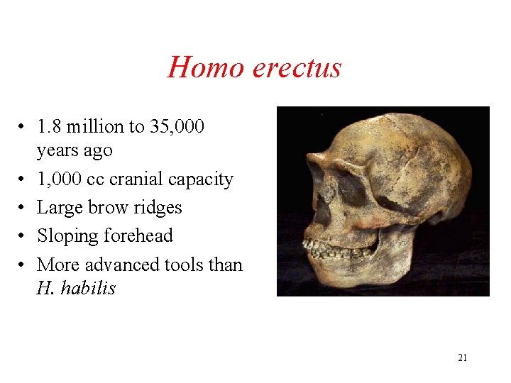 Homo erectus • 1. 8 million to 35, 000 years ago • 1, 000