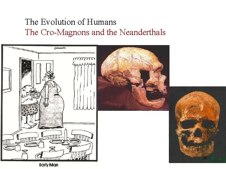 The Evolution of Humans The Cro-Magnons and the Neanderthals 24 