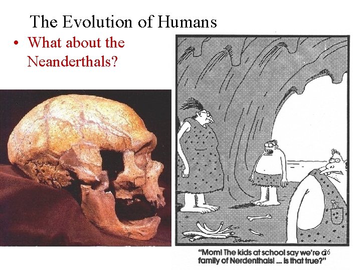 The Evolution of Humans • What about the Neanderthals? 26 