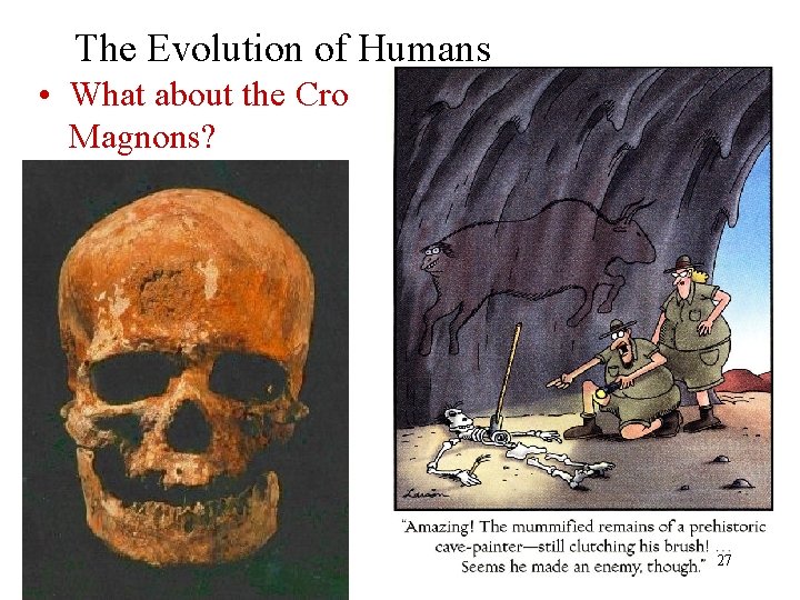 The Evolution of Humans • What about the Cro Magnons? 27 