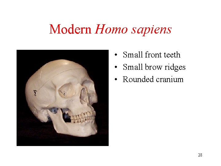 Modern Homo sapiens • Small front teeth • Small brow ridges • Rounded cranium