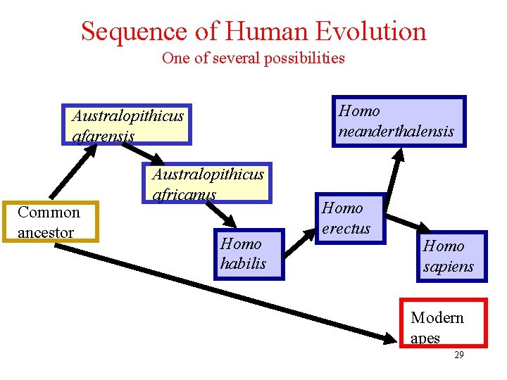 Sequence of Human Evolution One of several possibilities Homo neanderthalensis Australopithicus afarensis Common ancestor