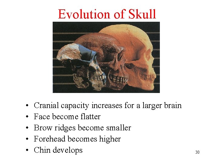 Evolution of Skull • • • Cranial capacity increases for a larger brain Face