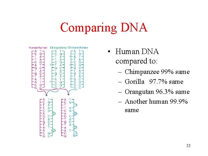 Comparing DNA • Human DNA compared to: – – Chimpanzee 99% same Gorilla 97.