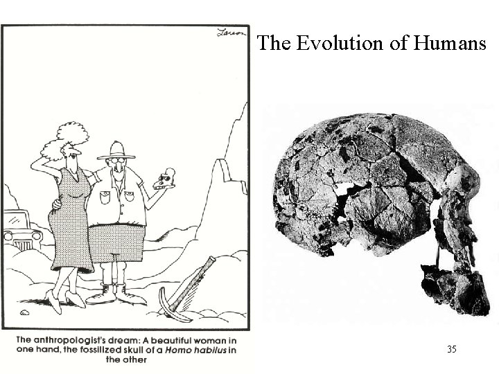 The Evolution of Humans 35 