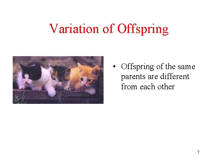 Variation of Offspring • Offspring of the same parents are different from each other