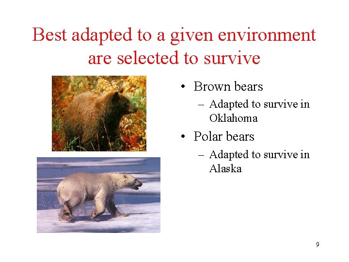 Best adapted to a given environment are selected to survive • Brown bears –