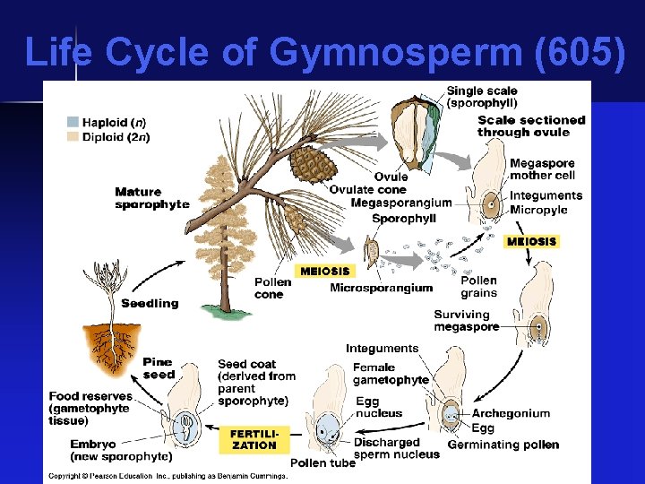 Life Cycle of Gymnosperm (605) 