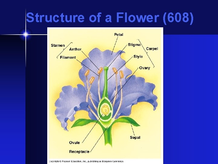 Structure of a Flower (608) 
