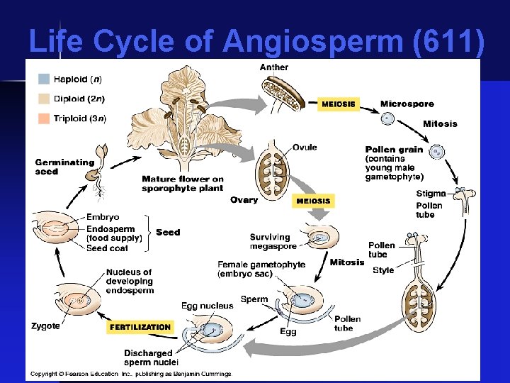 Life Cycle of Angiosperm (611) 