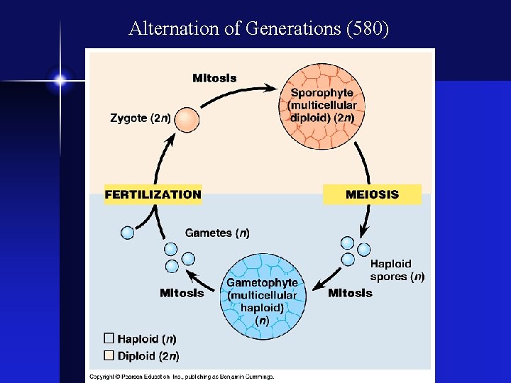 Alternation of Generations (580) 