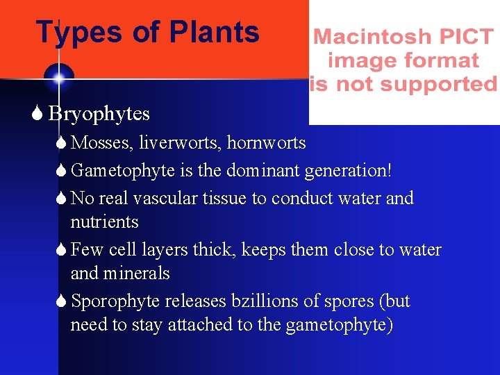 Types of Plants S Bryophytes S Mosses, liverworts, hornworts S Gametophyte is the dominant