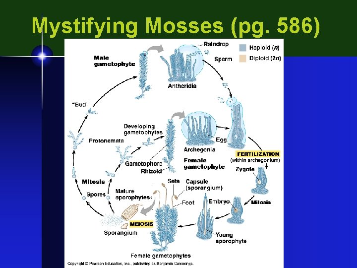 Mystifying Mosses (pg. 586) 