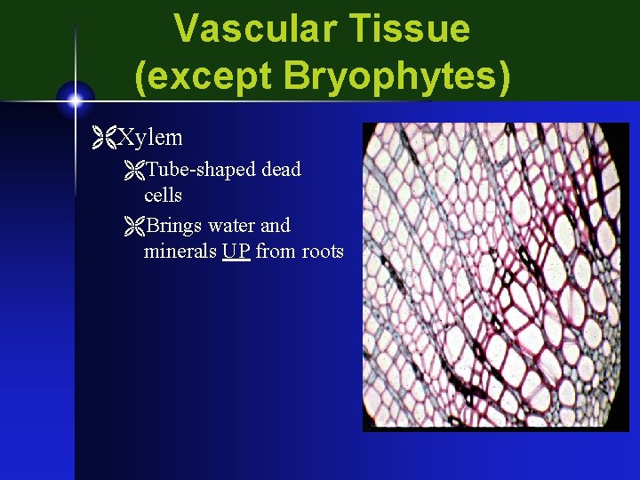 Vascular Tissue (except Bryophytes) ËXylem ËTube-shaped dead cells ËBrings water and minerals UP from