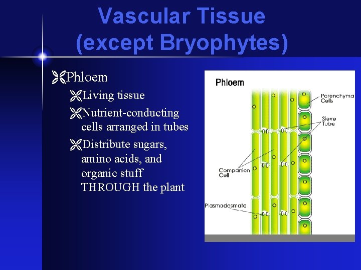Vascular Tissue (except Bryophytes) ËPhloem ËLiving tissue ËNutrient-conducting cells arranged in tubes ËDistribute sugars,