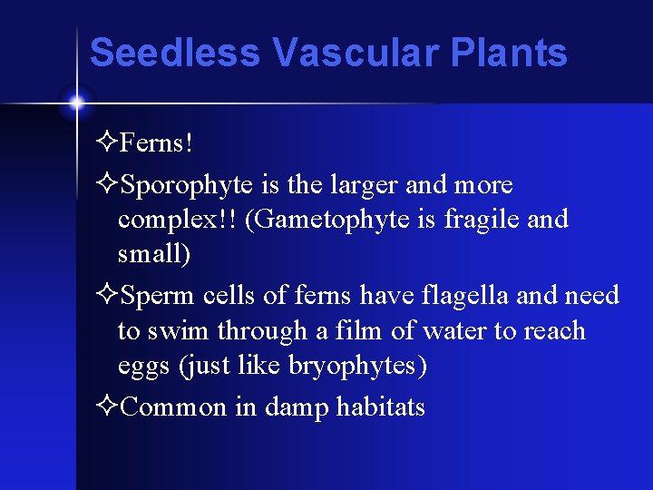 Seedless Vascular Plants ²Ferns! ²Sporophyte is the larger and more complex!! (Gametophyte is fragile