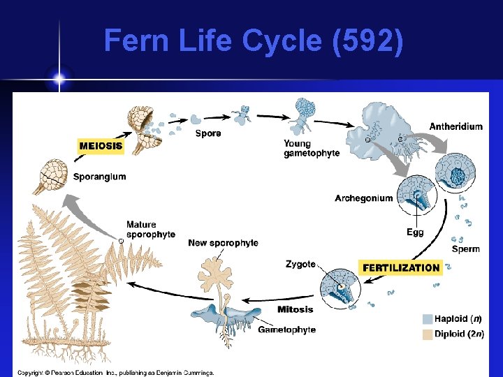 Fern Life Cycle (592) 