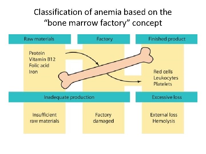 Classification of anemia based on the “bone marrow factory” concept 