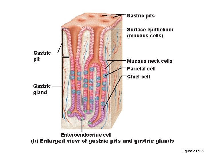 Gastric pits Surface epithelium (mucous cells) Gastric pit Mucous neck cells Parietal cell Chief