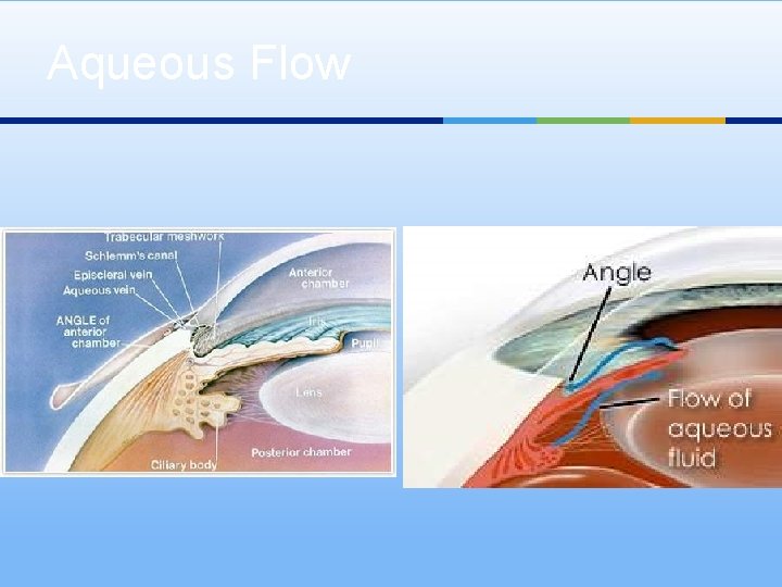 Aqueous Flow 