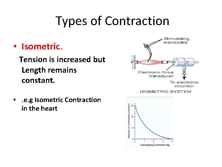 Types of Contraction • Isometric. Tension is increased but Length remains constant. • .