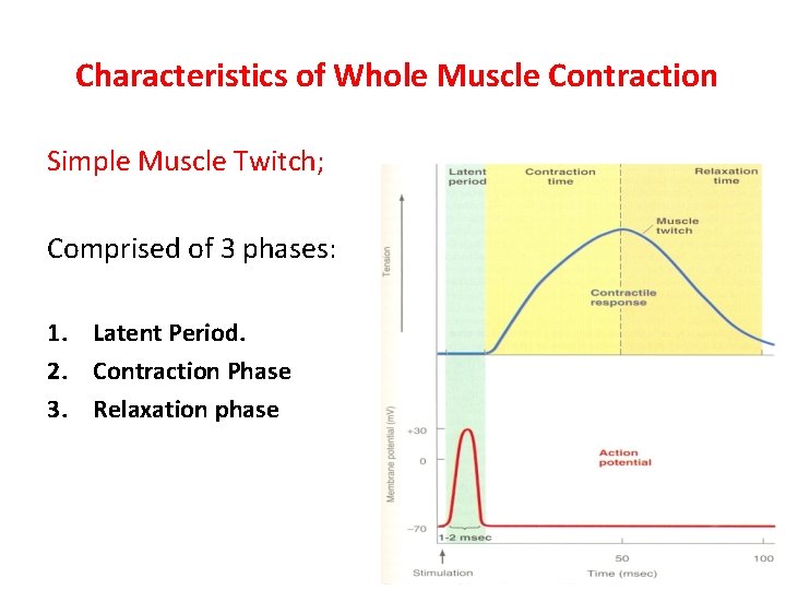 Characteristics of Whole Muscle Contraction Simple Muscle Twitch; Comprised of 3 phases: 1. Latent