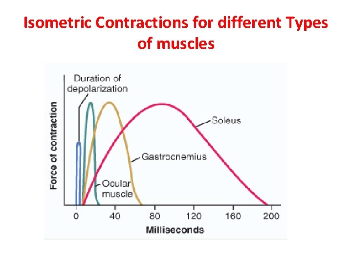 Isometric Contractions for different Types of muscles 
