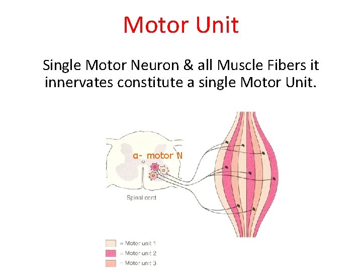 Motor Unit Single Motor Neuron & all Muscle Fibers it innervates constitute a single