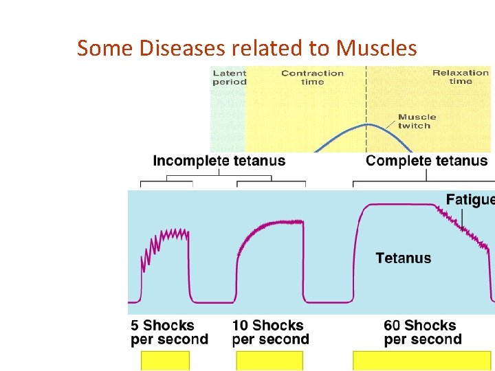 Some Diseases related to Muscles 