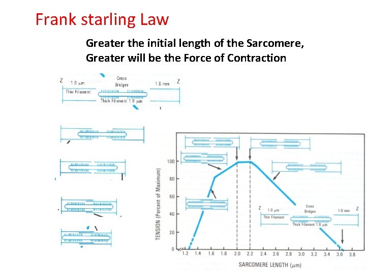 Frank starling Law Greater the initial length of the Sarcomere, Greater will be the