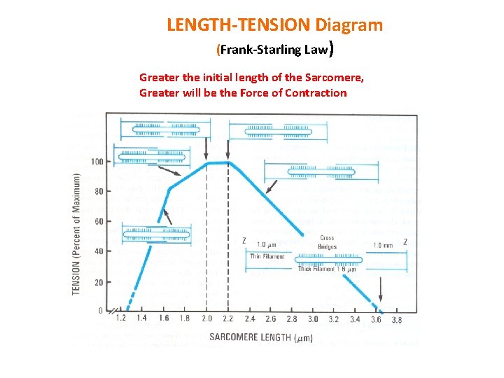 LENGTH-TENSION Diagram (Frank-Starling Law) Greater the initial length of the Sarcomere, Greater will be
