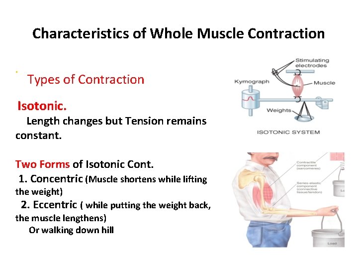 Characteristics of Whole Muscle Contraction. Types of Contraction Isotonic. Length changes but Tension remains