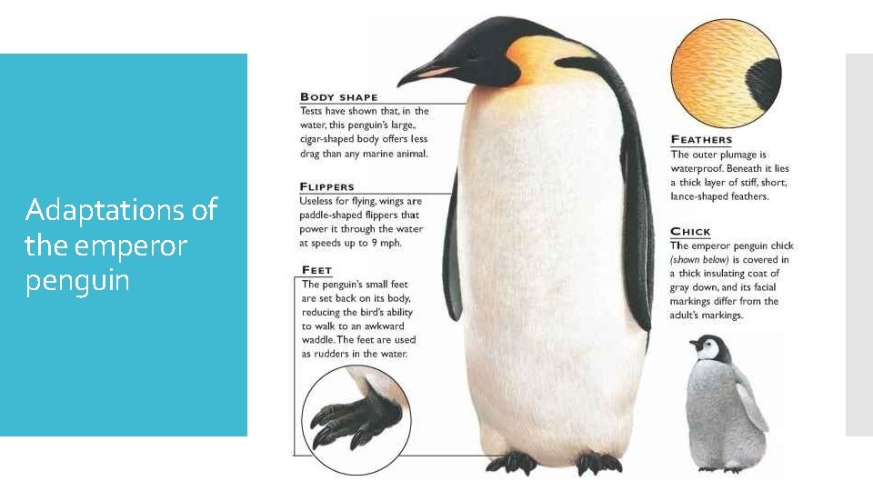 Adaptations of the emperor penguin 