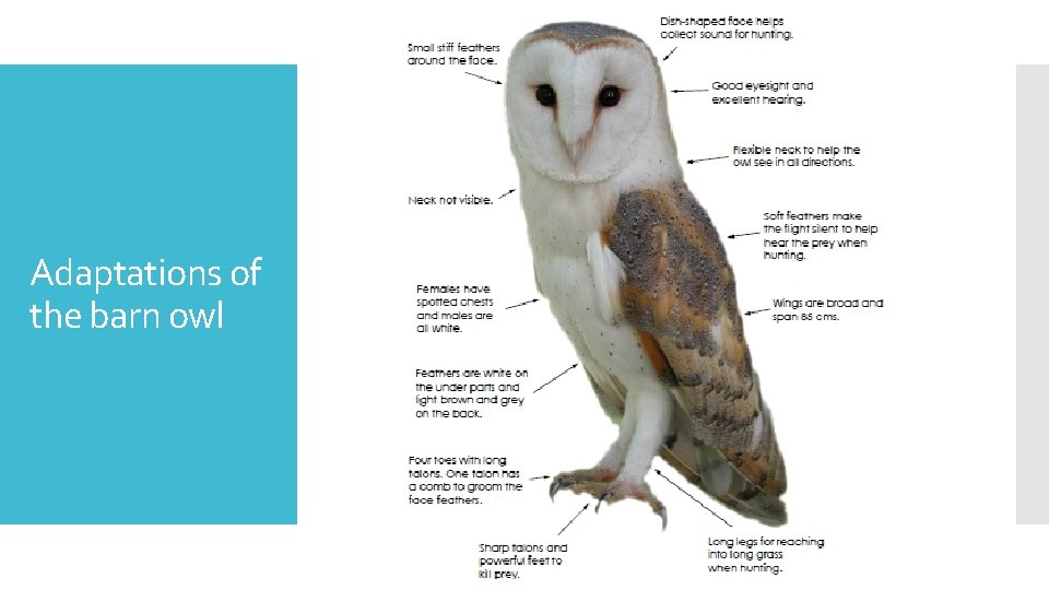 Adaptations of the barn owl 
