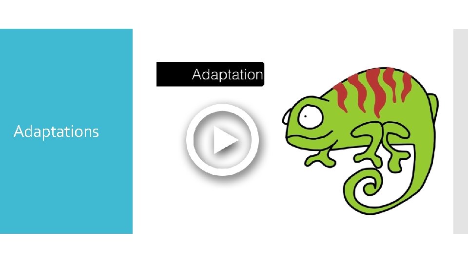 Adaptations 