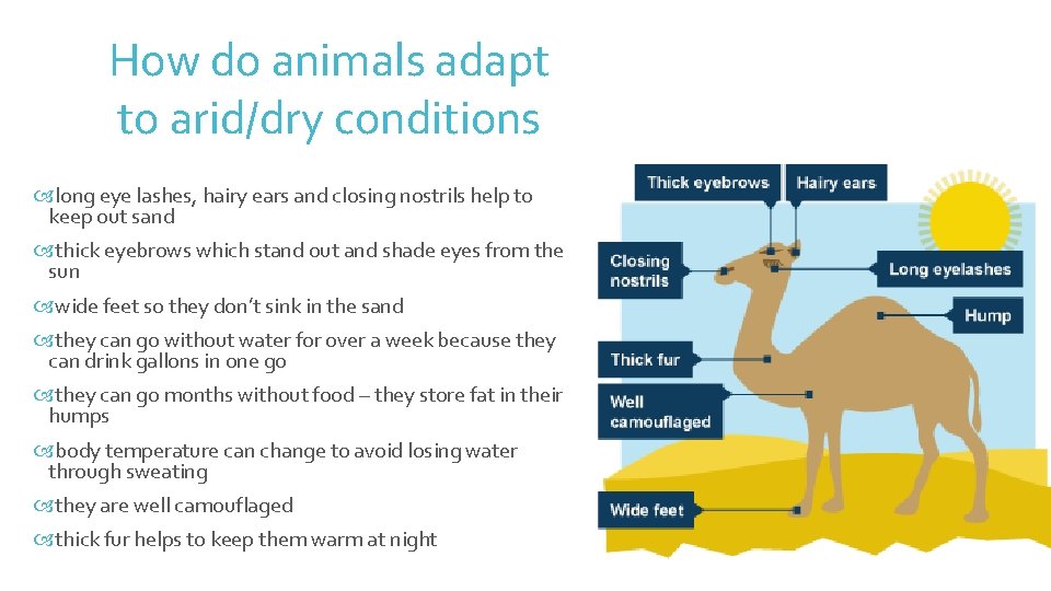 How do animals adapt to arid/dry conditions long eye lashes, hairy ears and closing