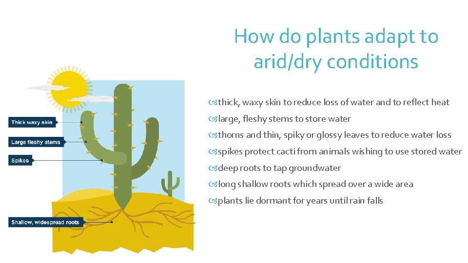 How do plants adapt to arid/dry conditions thick, waxy skin to reduce loss of