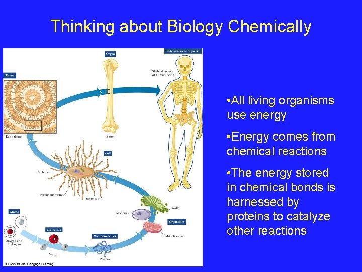 Thinking about Biology Chemically • All living organisms use energy • Energy comes from
