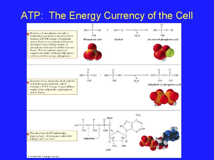 ATP: The Energy Currency of the Cell 