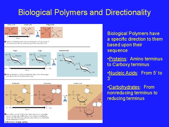 Biological Polymers and Directionality Biological Polymers have a specific direction to them based upon