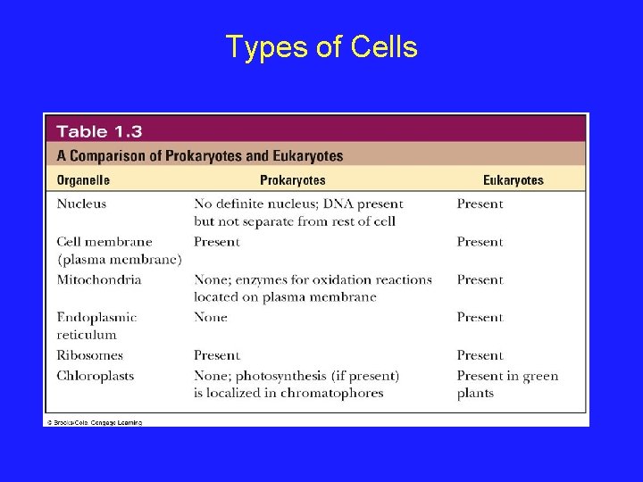 Types of Cells 