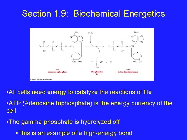 Section 1. 9: Biochemical Energetics • All cells need energy to catalyze the reactions