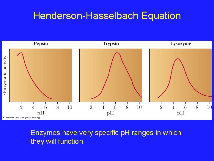 Henderson-Hasselbach Equation Enzymes have very specific p. H ranges in which they will function