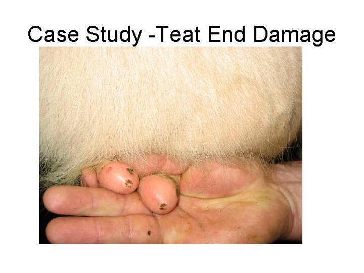 Case Study -Teat End Damage 
