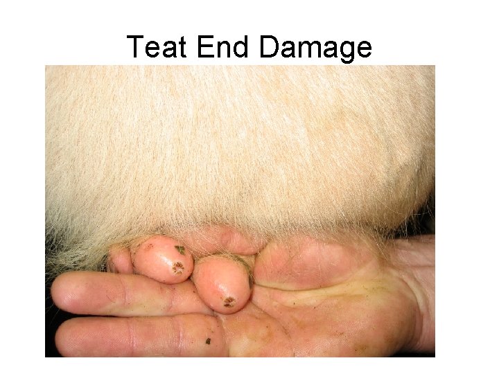 Teat End Damage 