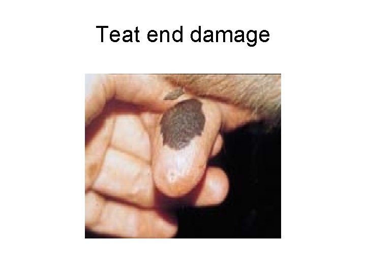 Teat end damage 