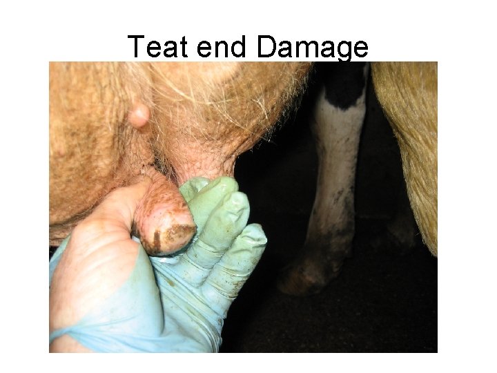 Teat end Damage 