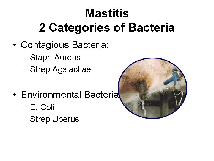 Mastitis 2 Categories of Bacteria • Contagious Bacteria: – Staph Aureus – Strep Agalactiae